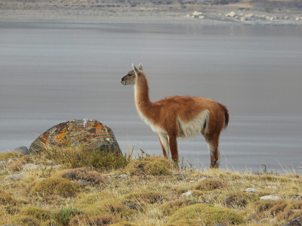 Guanacos en la estepa de Torres del Paine